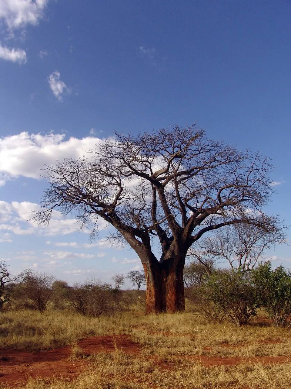 Baobab tree against a blue sky