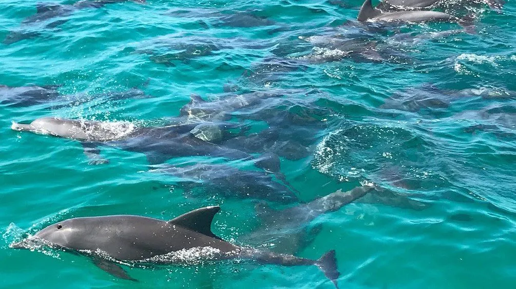 Delfini nell'acqua turchese di Watamu