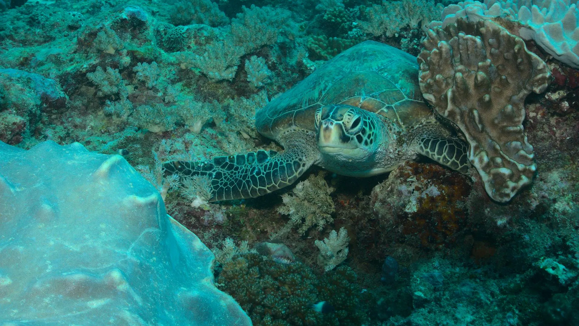 Sea turtle swimming over the coral