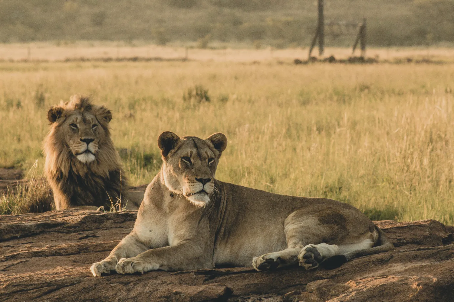 Lion and lioness resting on the savanna