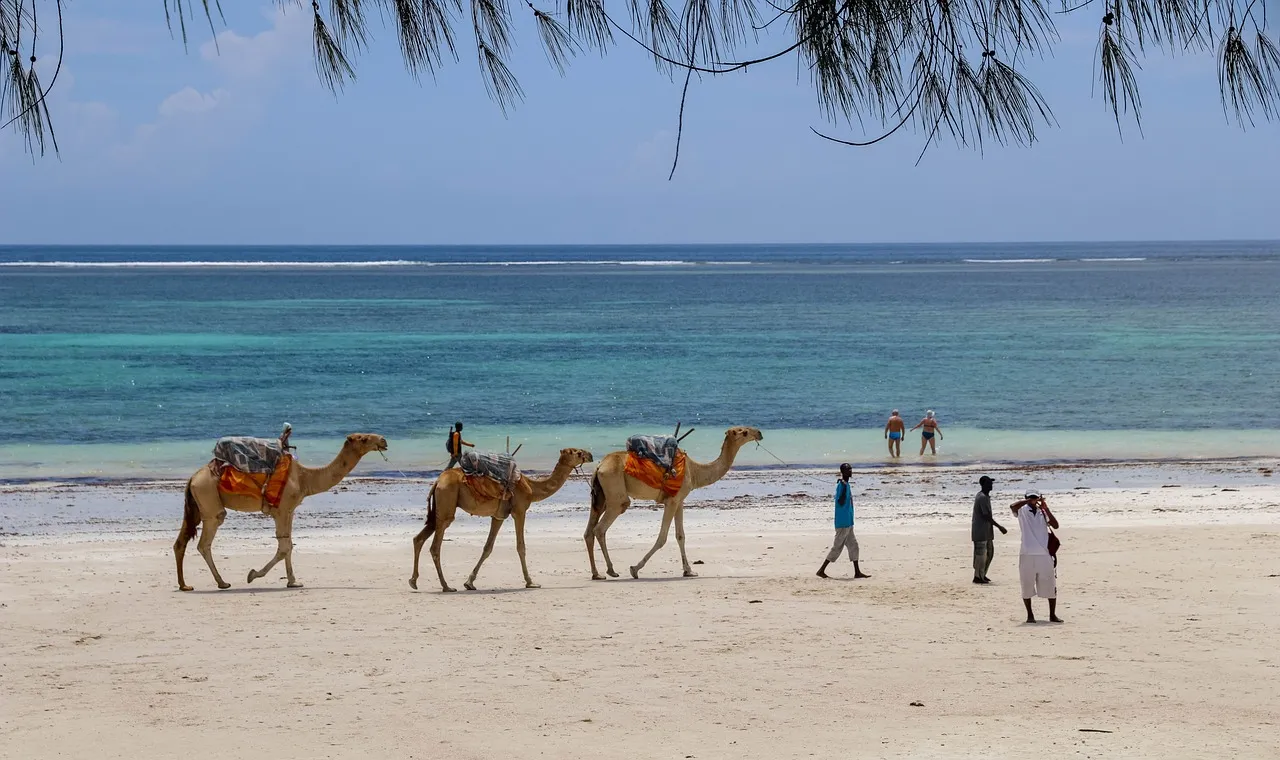 Camels on the white sand of Diani Beach