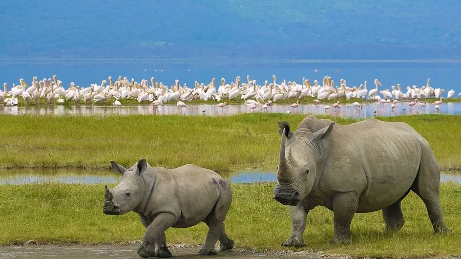 Rhinos grazing on the shore of Lake Nakuru
