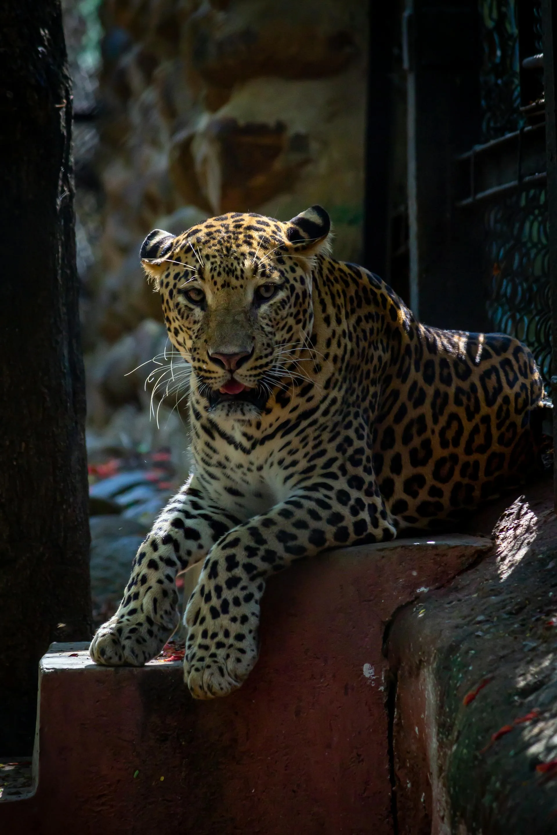 Leopard resting on a fallen tree