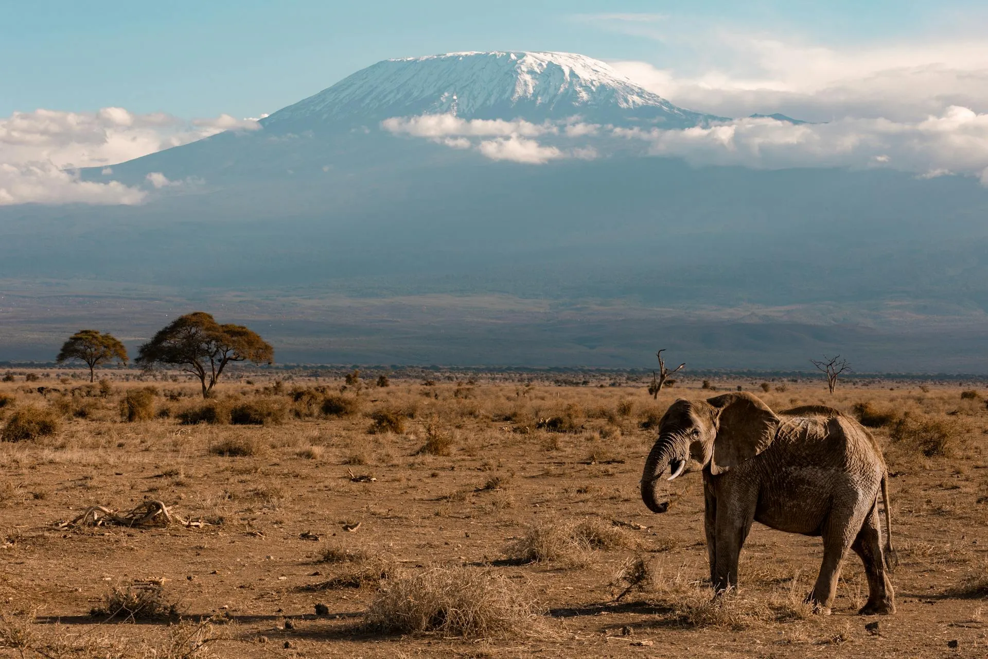 Elefante nella pianura ai piedi del Kilimangiaro