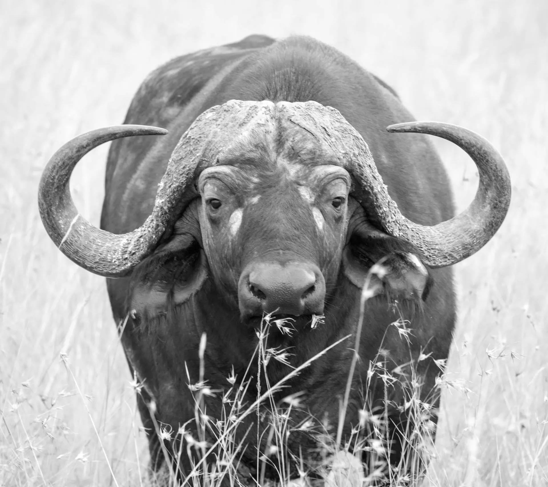 African buffalo in black and white