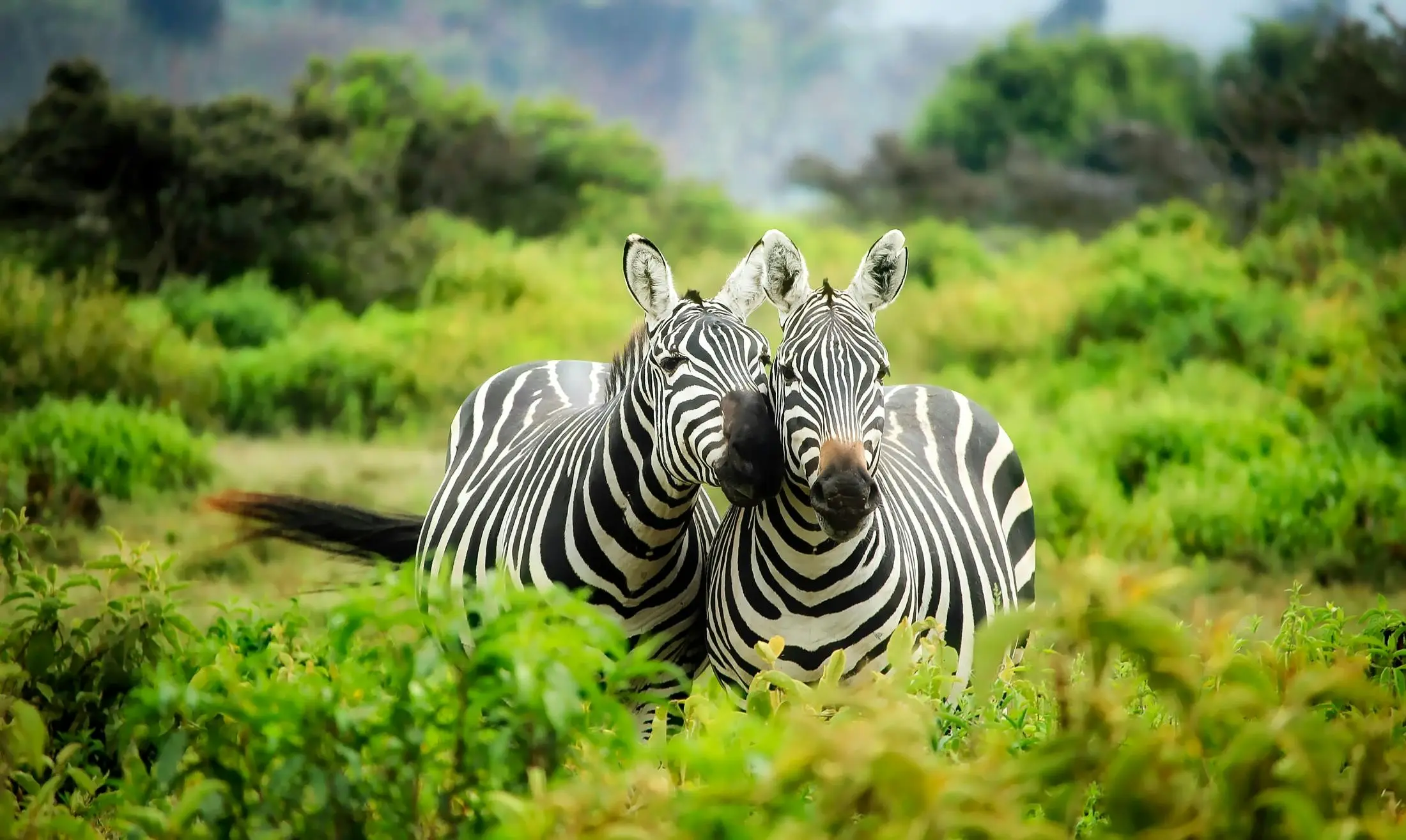 Zwei Zebras stehen dicht nebeneinander im grünen Busch