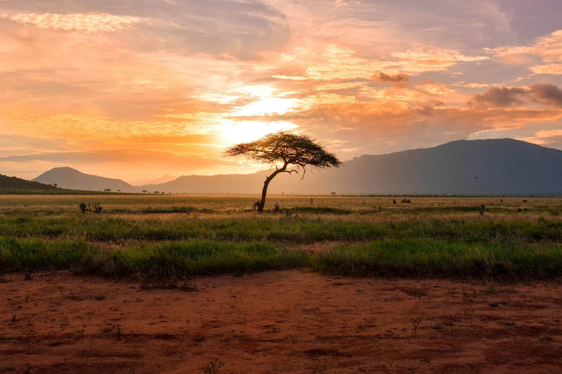 Acacia tree on the savanna at sunset