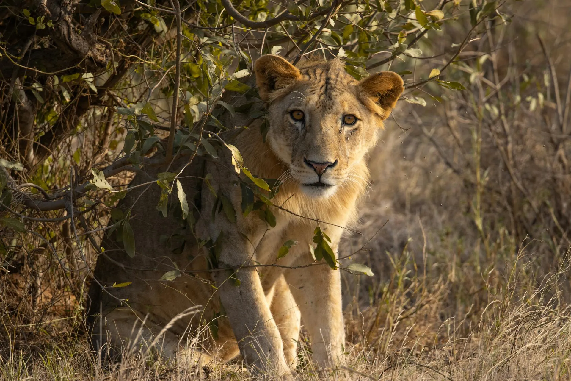 Young lion walking through dry grass