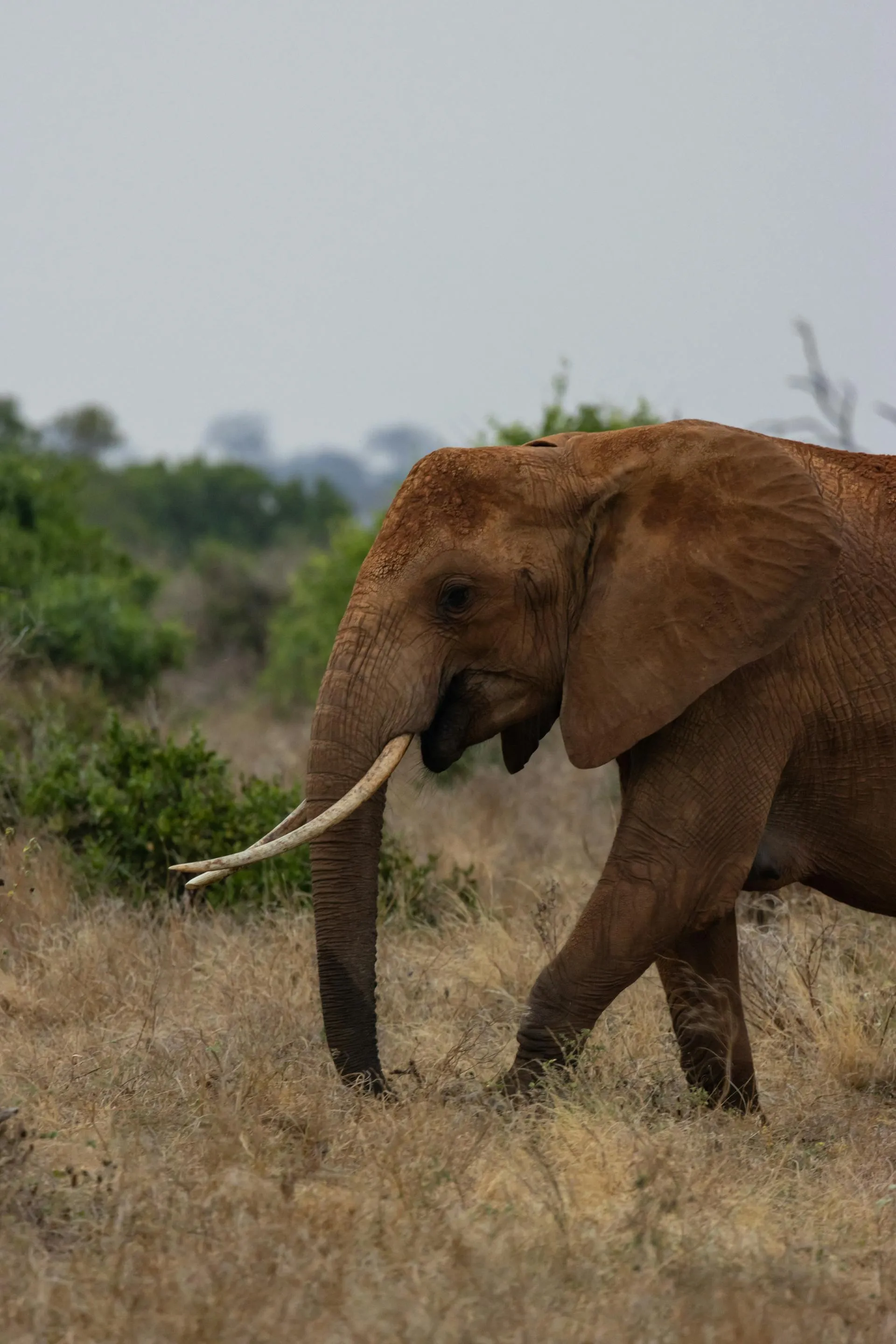 African elephant in green bush