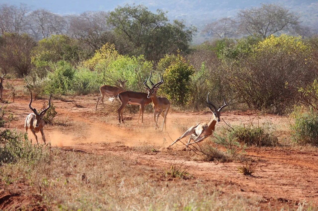 Impala che corrono nella savana di Tsavo East