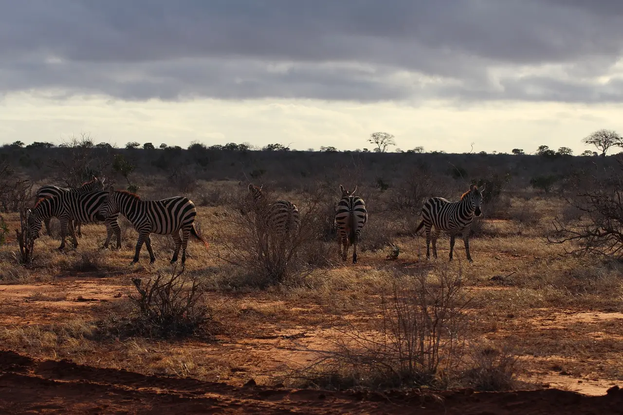 Zebras in der roten Landschaft von Tsavo East