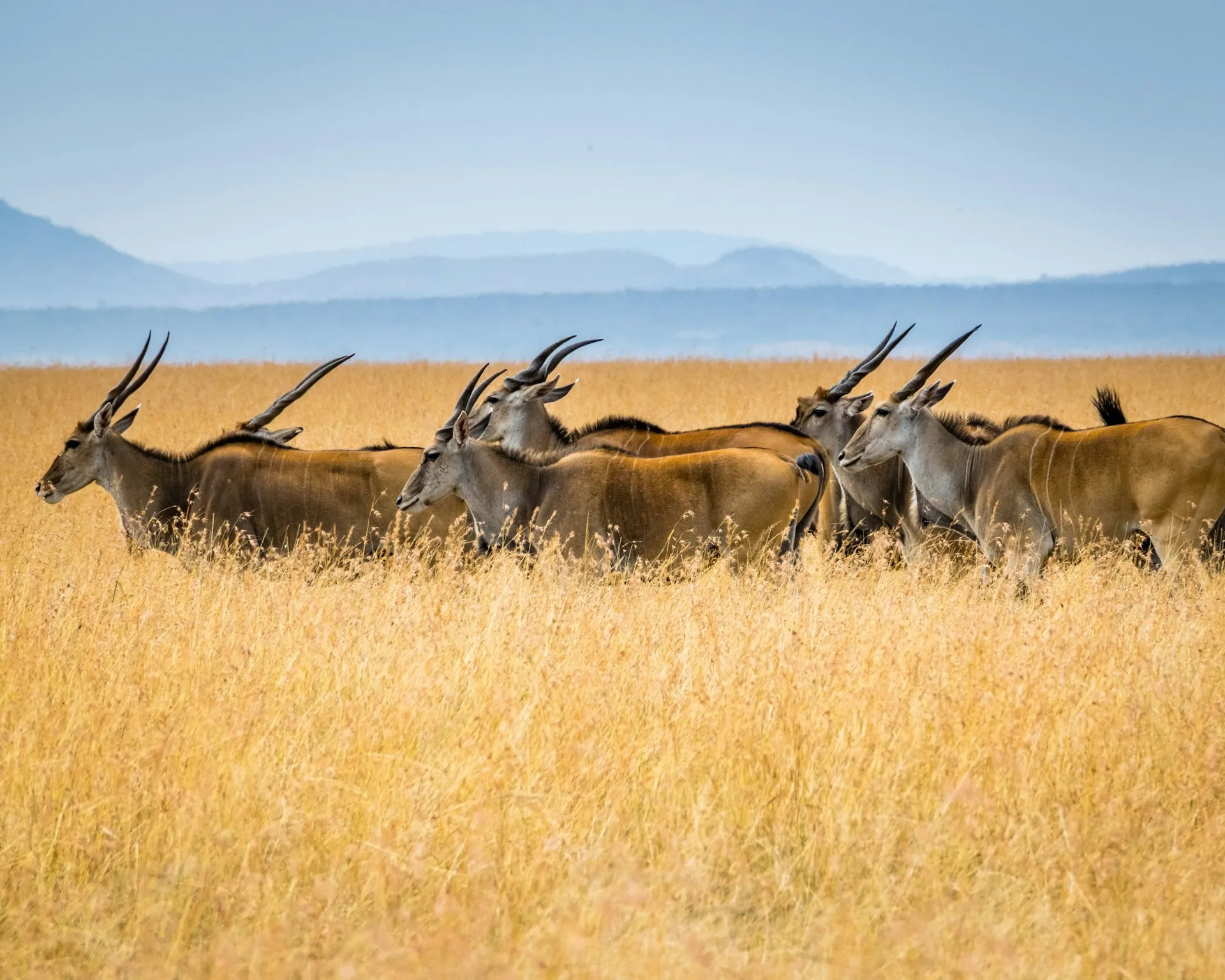 Antilopi nell'erba dorata di Tsavo