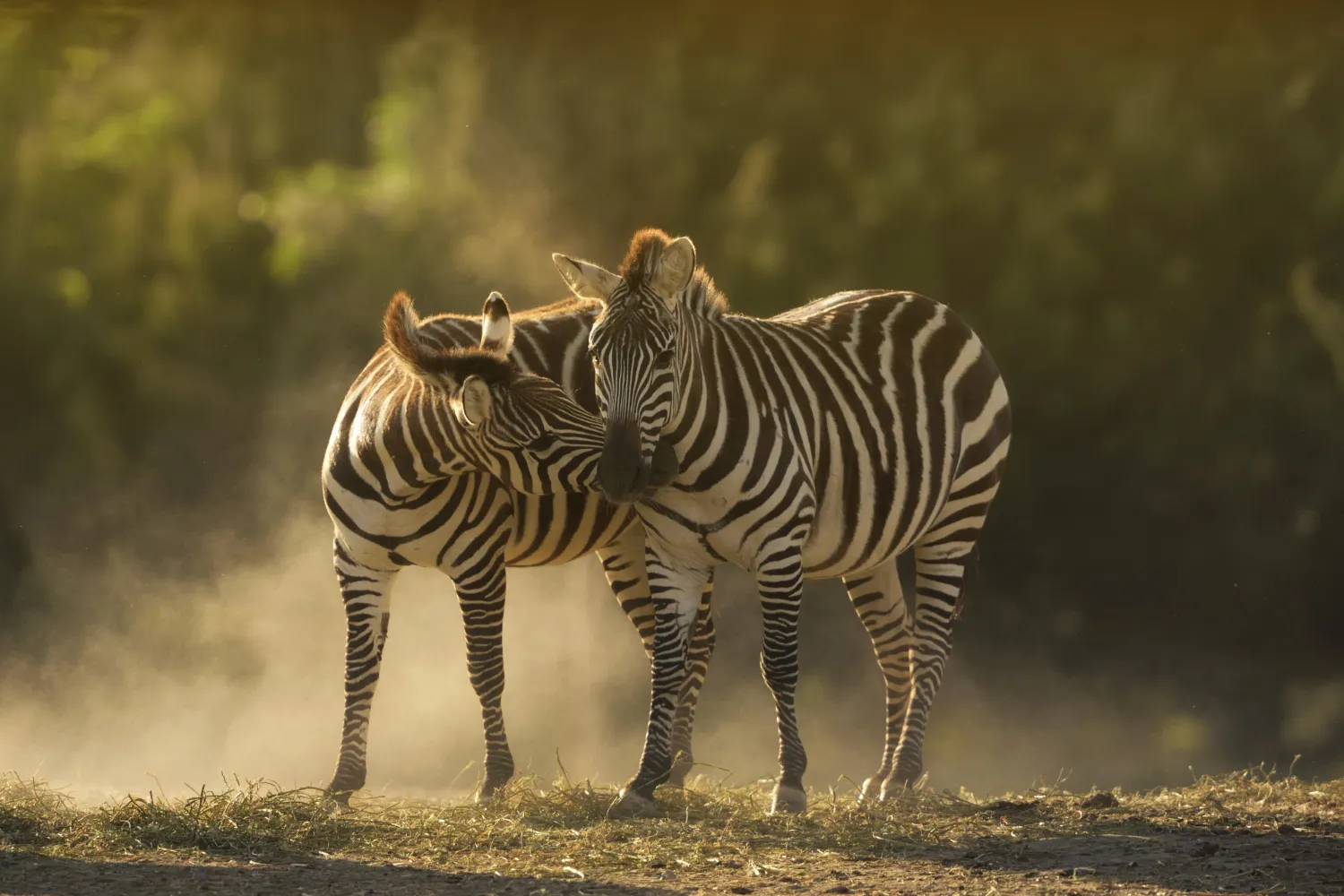 Due zebre nella polvere della savana