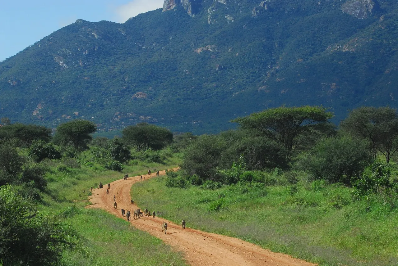 Colline verdi e una pista sterrata nella zona di Tsavo West