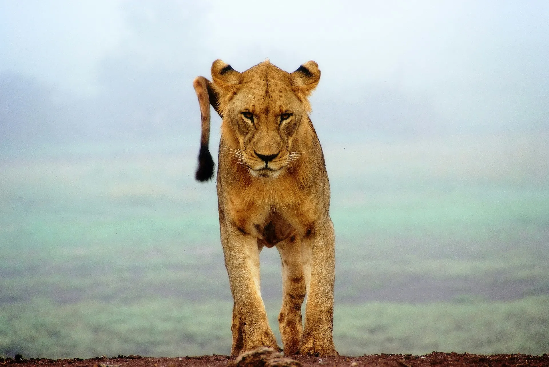 Lioness walking towards the camera