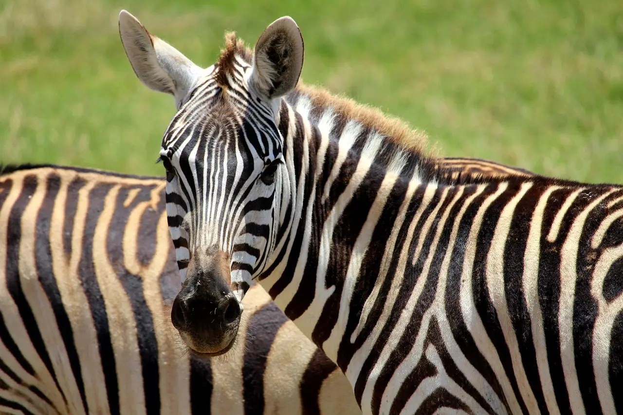 Zebra blickt direkt in die Kamera